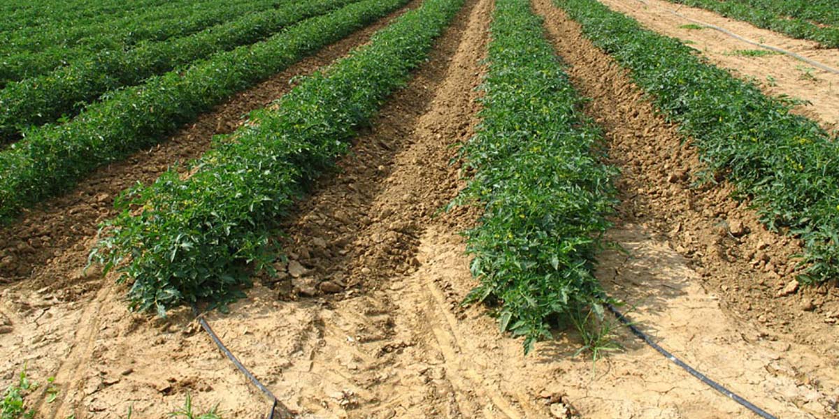 L'OI Pomodoro da Industria Nord Italia lancia il progetto Tomato Water